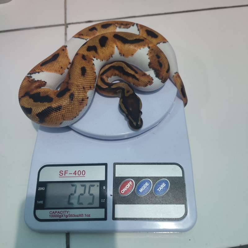 Pied ph Lavender (warna lebih cerah), usia 4 bulan lebih
