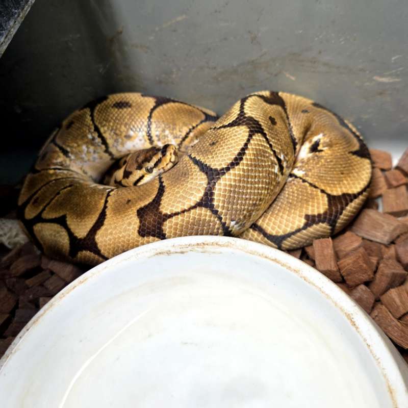 Female Spider Spectre/Yellowbelly