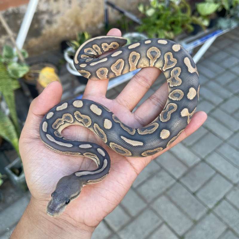 F Hypo Cinnamon Mojave