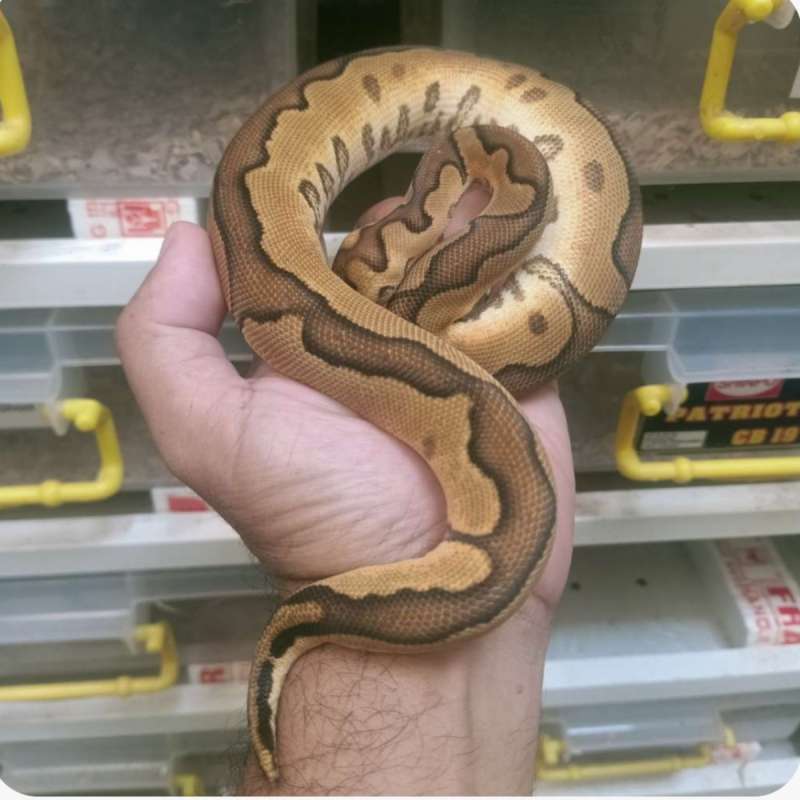 enchi cinnamon clown