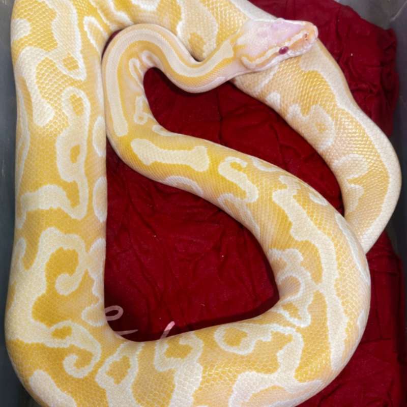 ALBINO LEOPARD GRAVEL MOJAVE HURRICANE