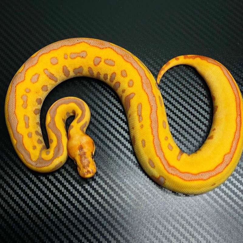 F banana leopard spotnose clown(enchi)