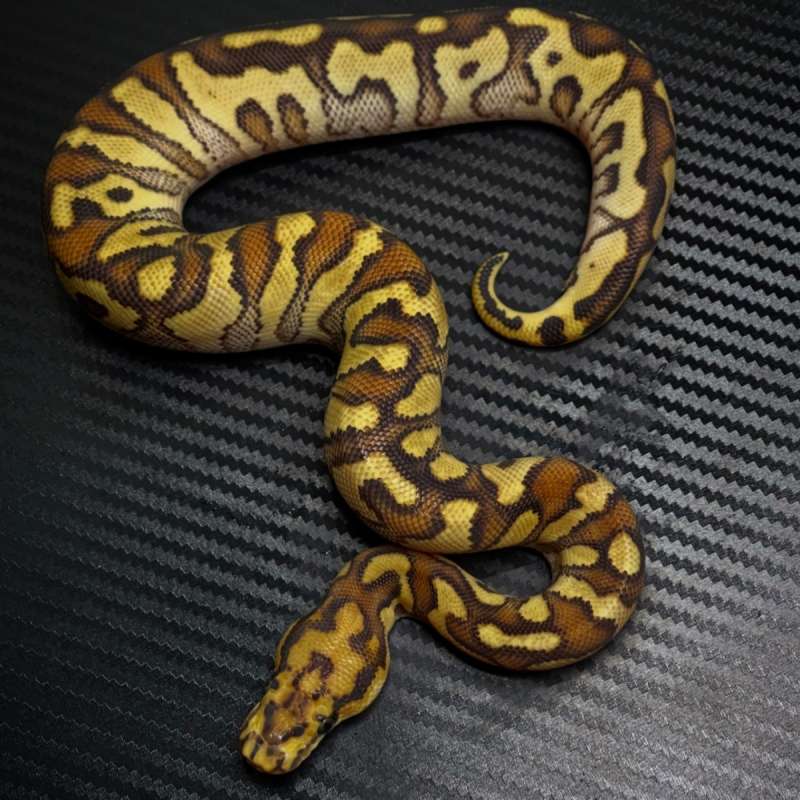 M Cypress spotnose yb clown