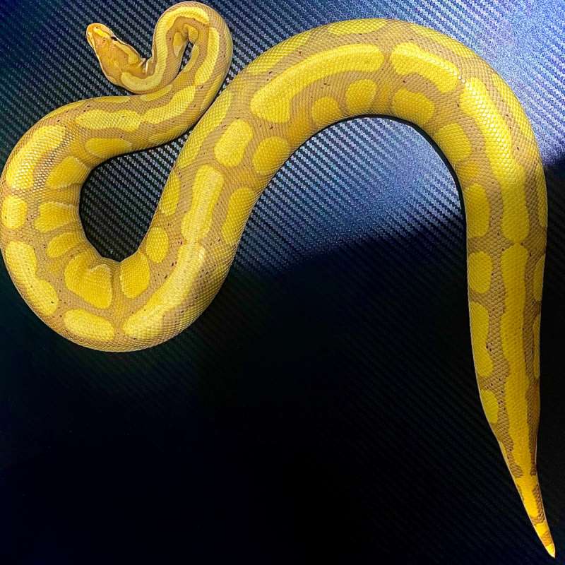 F WOOKIE banana enchi het clown