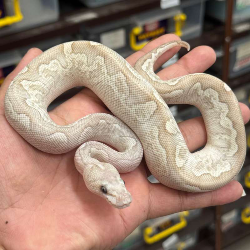 Female Butter GHI Clown