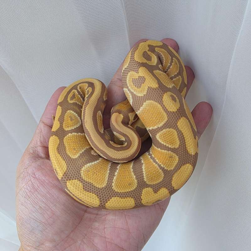 Ultramel Het Pied