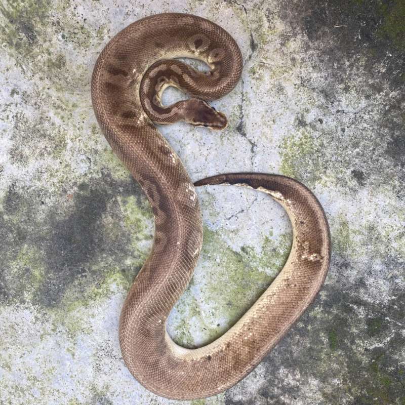 cinnamon calico pastel (yb) proven