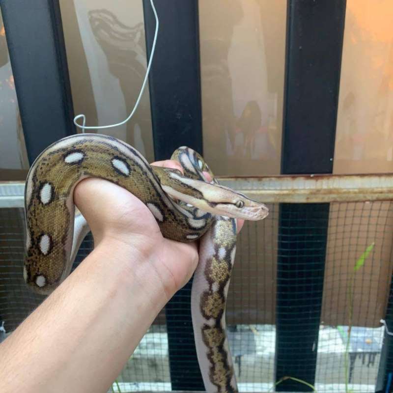 Retic/ Sanca kembang Morph Tiger Motley