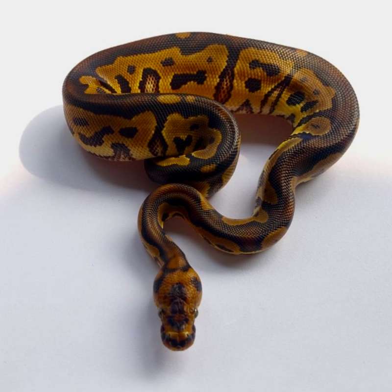CHOCOLATE POSS LEOPARD CLOWN PH PIED