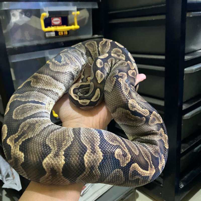 F. GHI Het Clown Ready To Breed