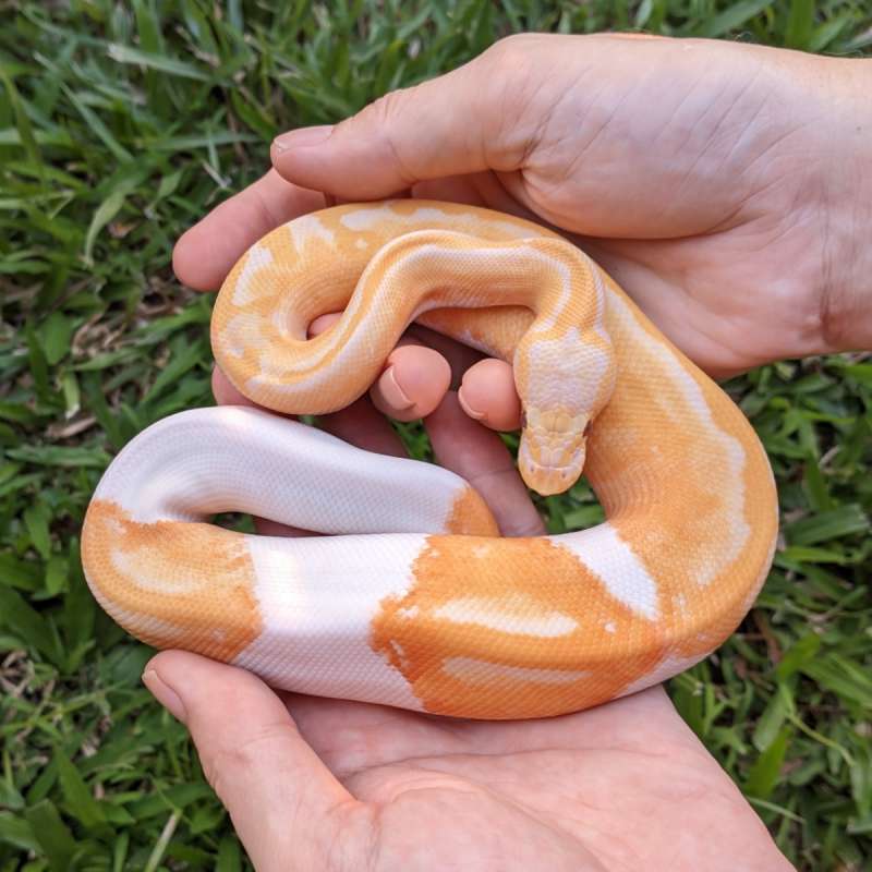 M Pastel Dreamsicle 66% ph Clown [25C1001]