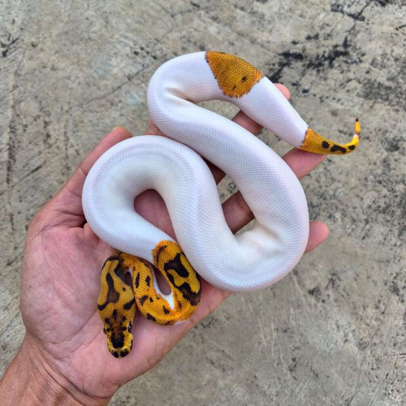 CLOWN PIED PH LAVENDER