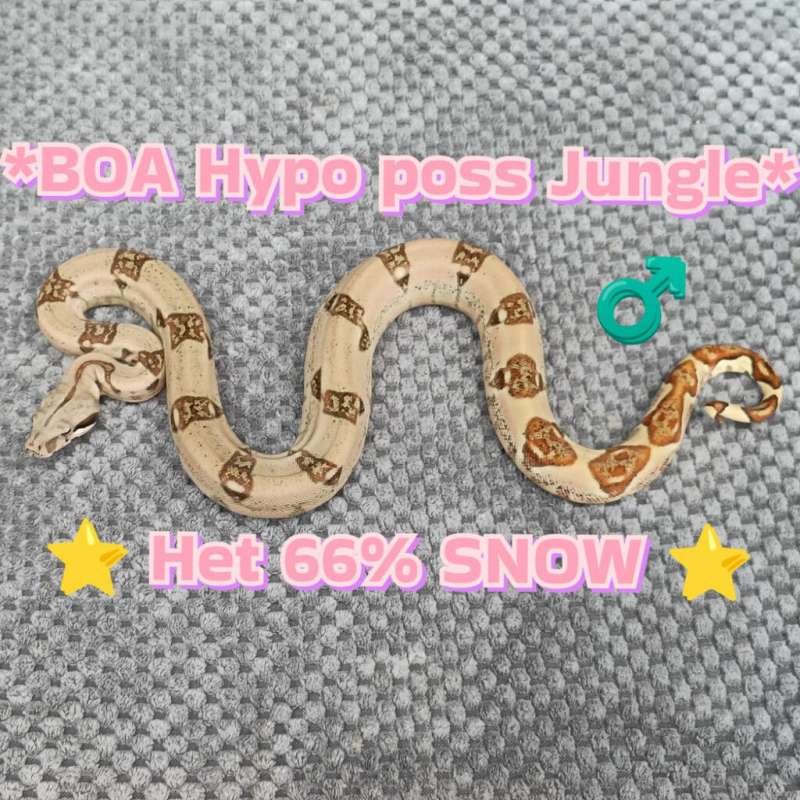 BOA Hypo Poss Jungle Het 66% SNOW