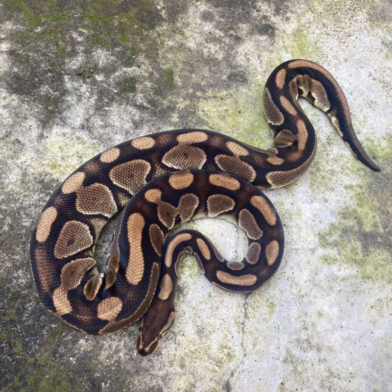 cinnamon enchi proven (allelic)
