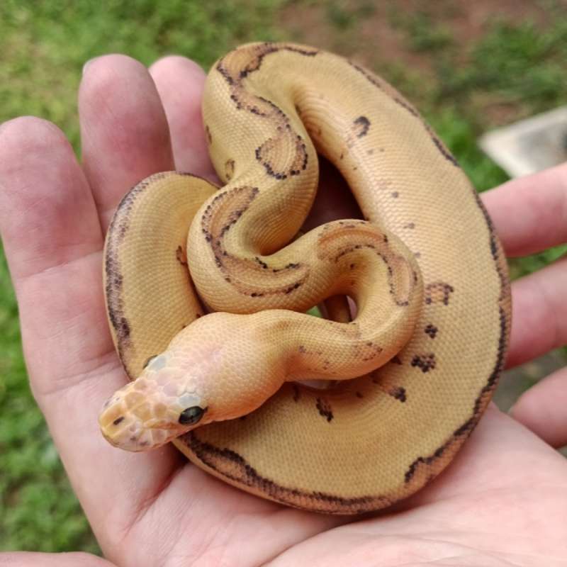 F Vanilla Cream Leopard Clown [25C1705]