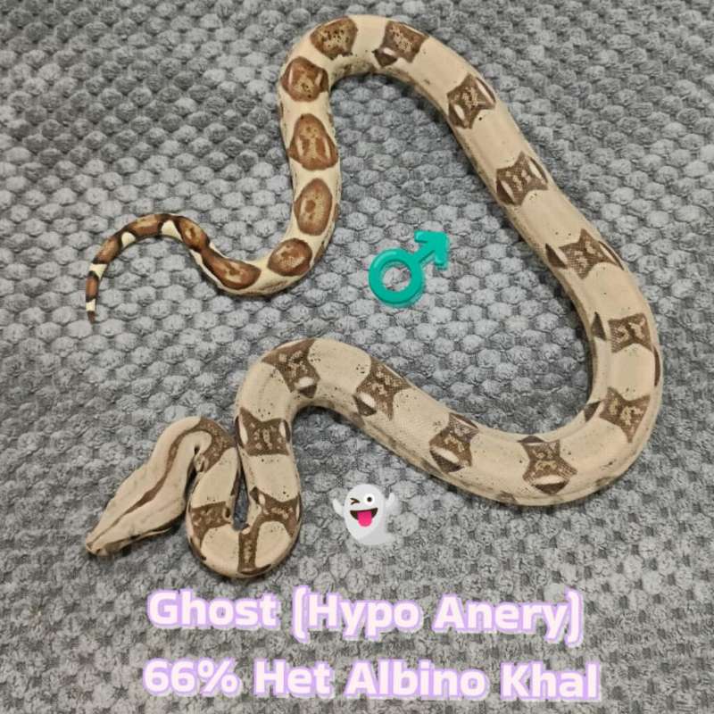 BOA Ghost (Hypo Anery) Het 66% Albino Khal