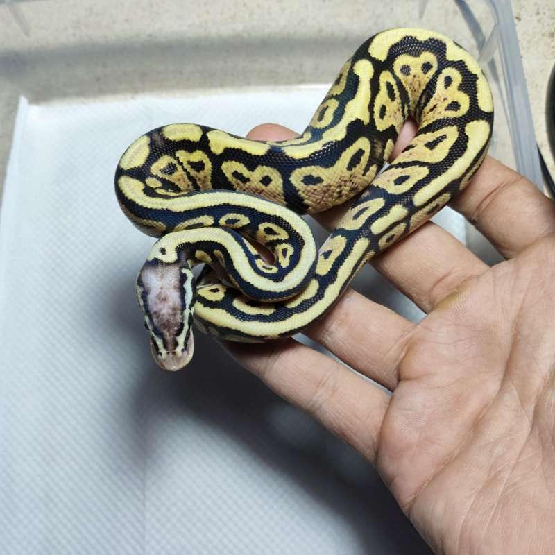 Spotnose pastel 66hetdg 50het axa hypo