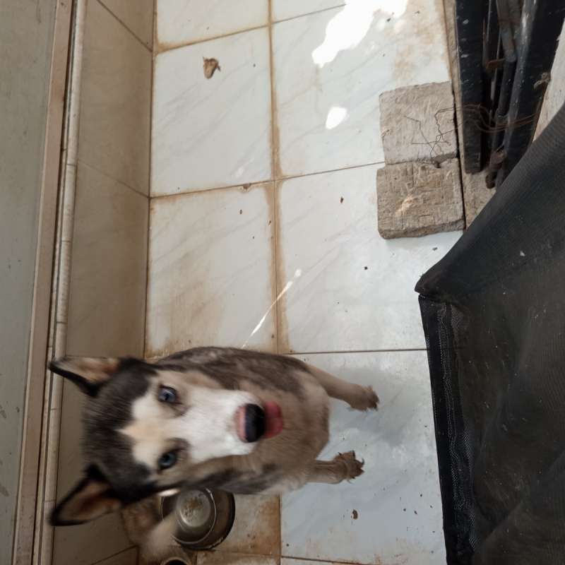 Husky