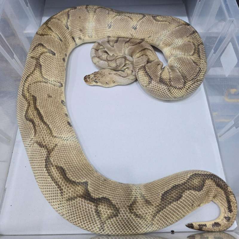 F Pastel Clown PROVEN 2.4kg