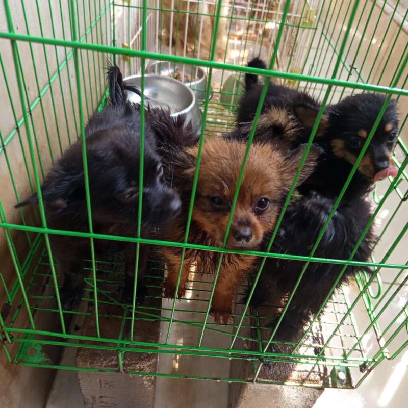 Pomerian X  Chiuahua 5ekor!!!