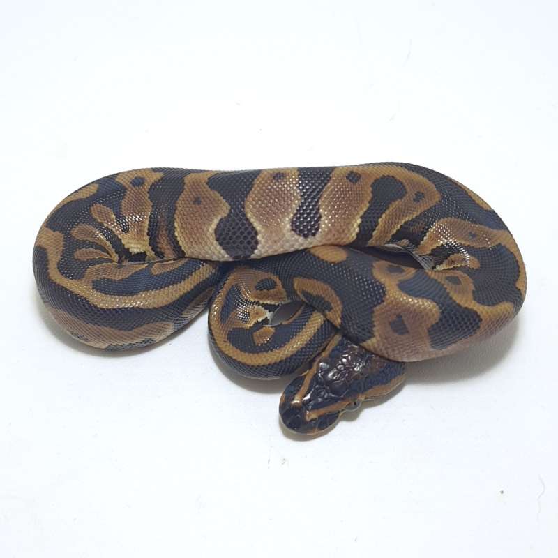 LEOPARD HET PIED