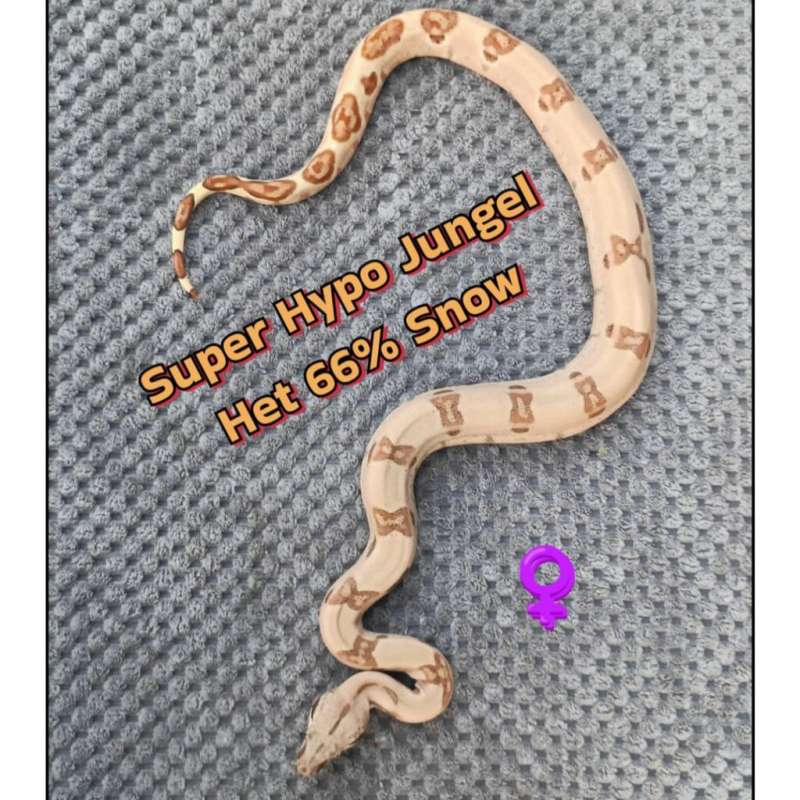 Boa Super Hypo jungle Het 66% Snow