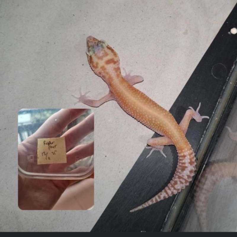 2 Ekor Gecko