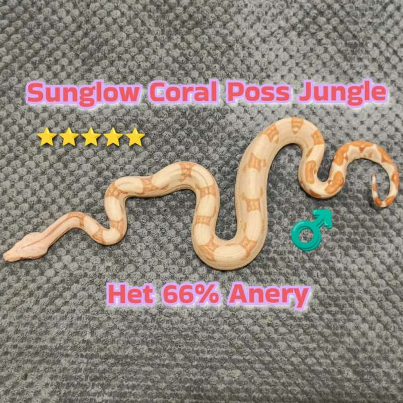 Boa Sunglow Coral Poss Jungle Het 66% Anery