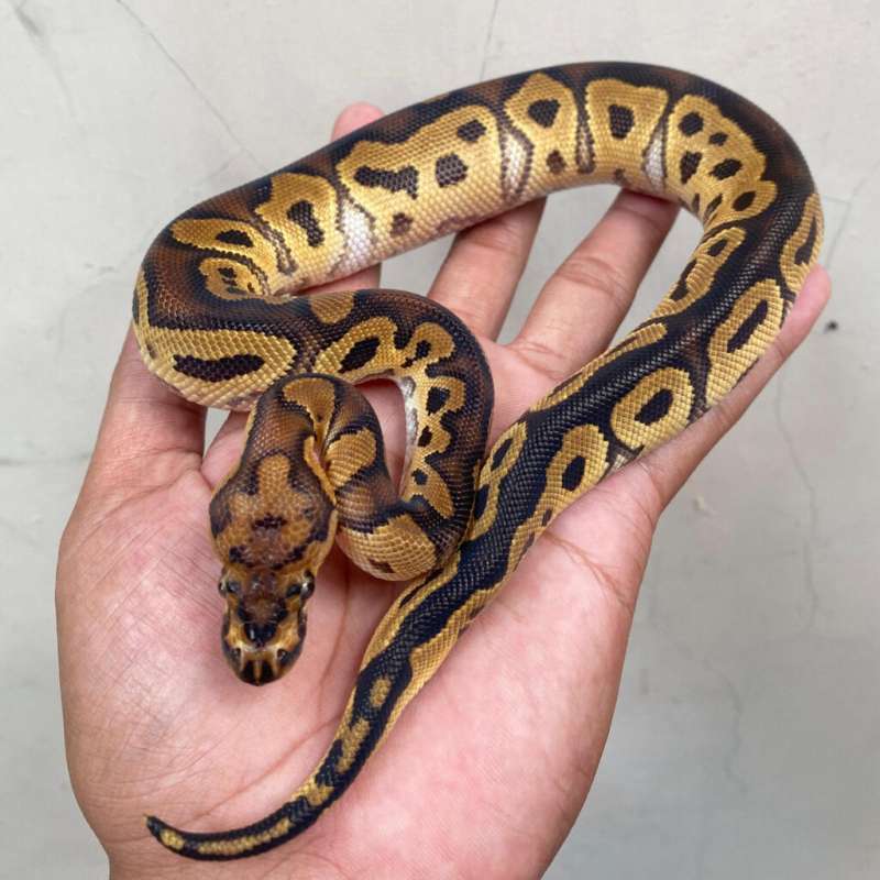 Clown (Het Pied)