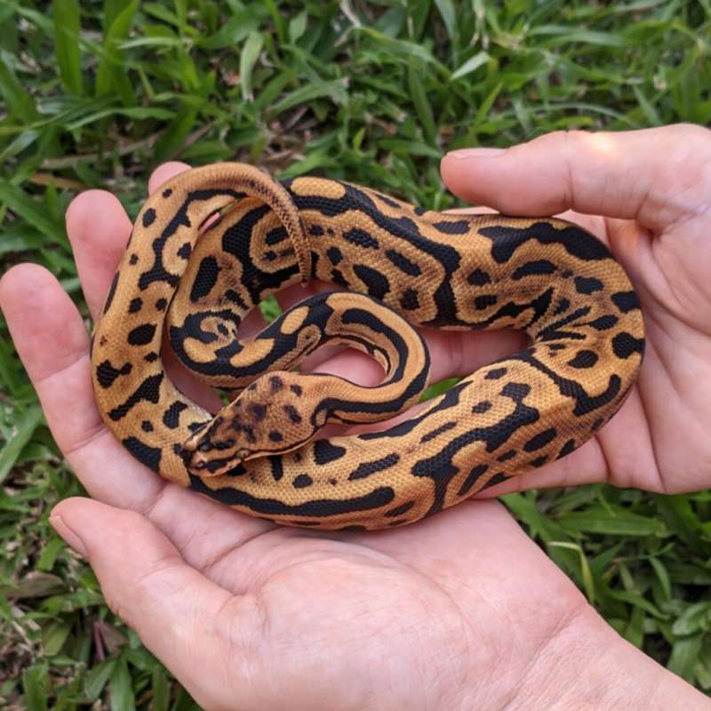 [Bahan Batman] F Leopard Spotnose het Clown [25C2101]