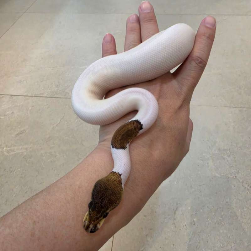 Ballpython woma cinnamon pied PH hypo