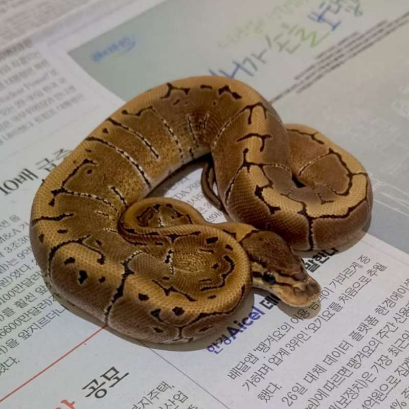 ♀️Enchi Pastel Pinstripe PH DG
