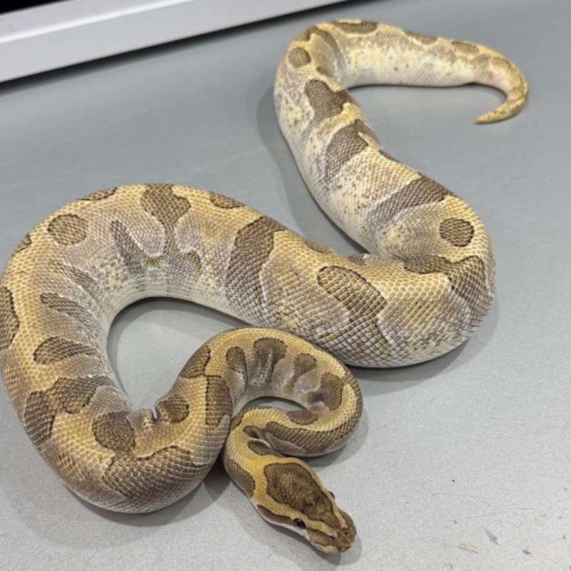 Female Enchi Fire Leopard Lesser Orange Dream Adult !!!