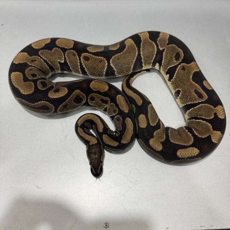 Adult Female 100% Het Desert Ghost 1.7Kg!!!