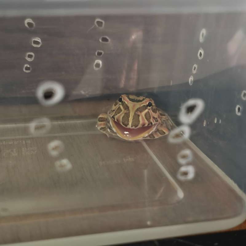 Pacman Frog Minus Jawdrop