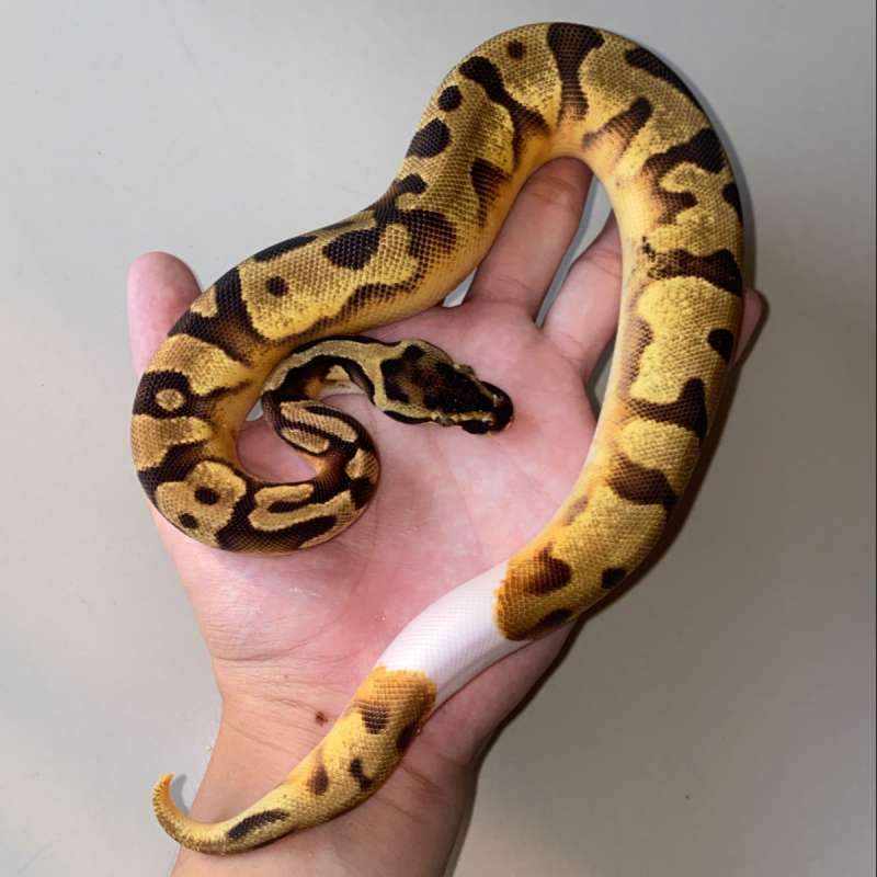 Enchi Yellowbelly Pied