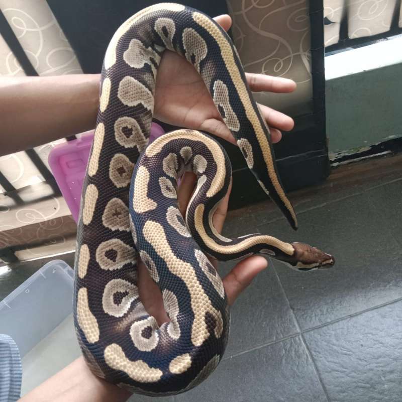 Mojave YB