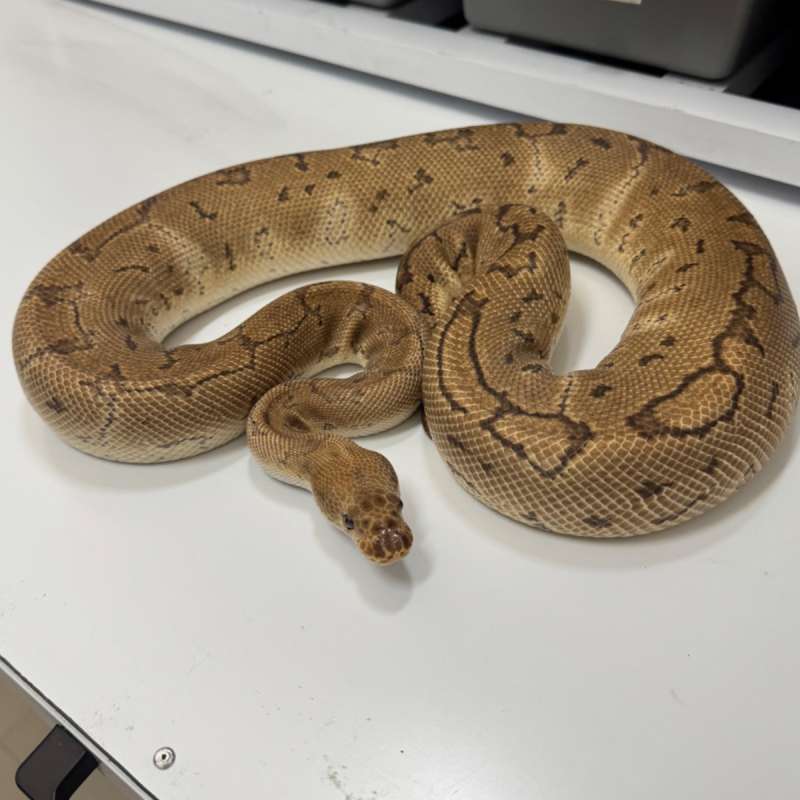 Female Pinstripe Clown Jumbo Proven