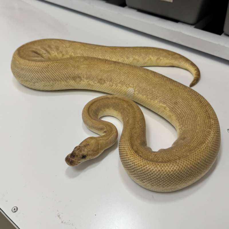 Female Lesser Leopard Clown Proven !!!