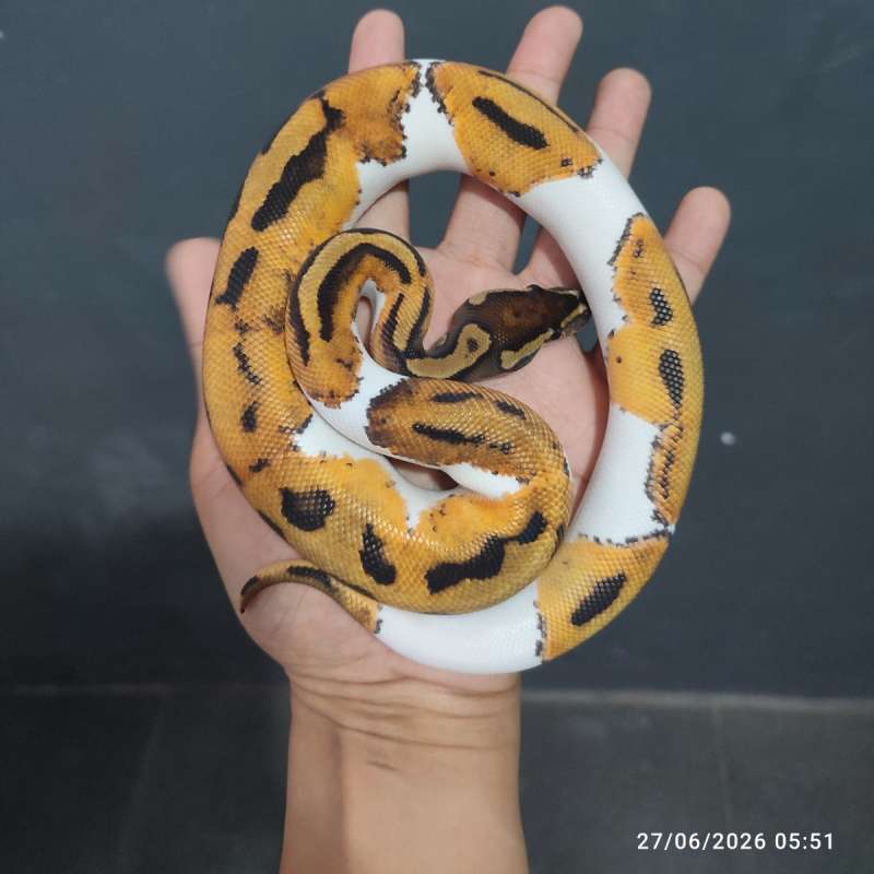 Pied Poss Het Lavender
