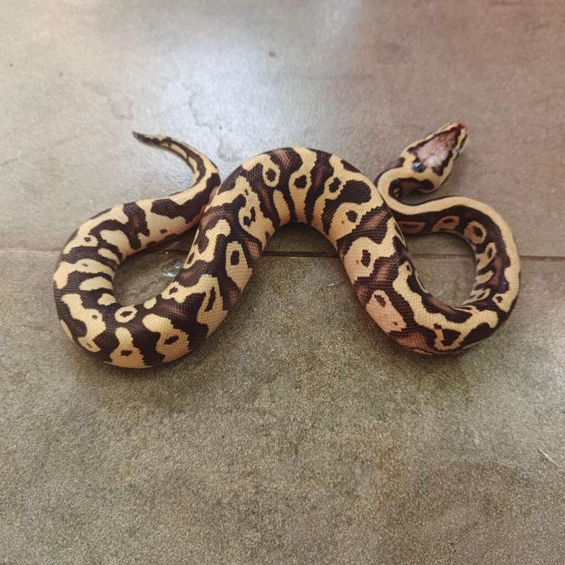 Fire Pastel Het Pied 50% Double Het DG Clown