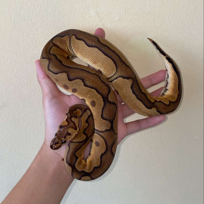 Female Clown Cinnamon Enchi