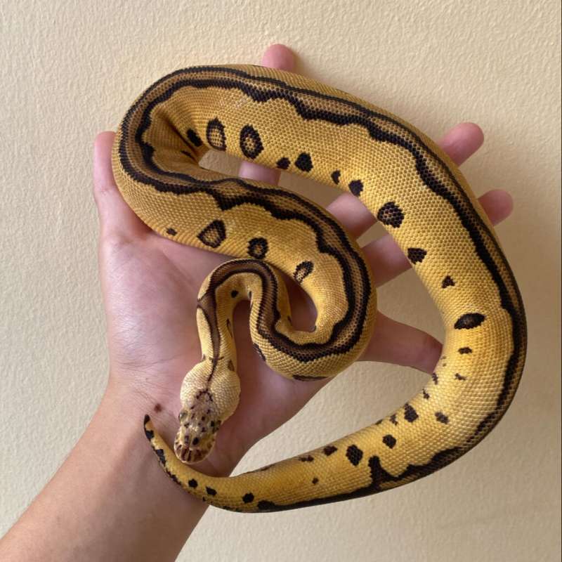 Female Clown Leopard Pastel