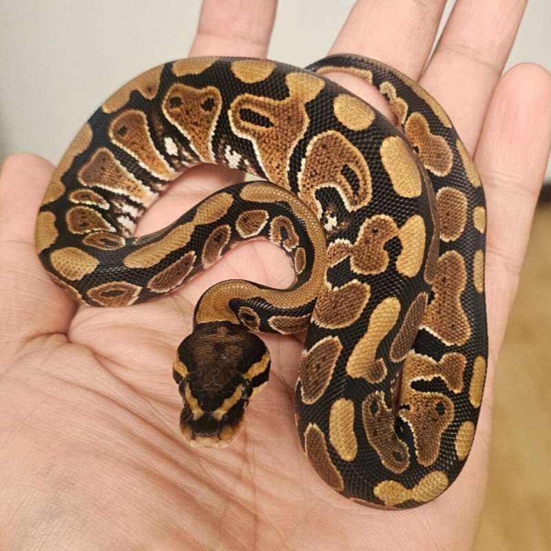 DOUBLE HET CLOWN HYPO