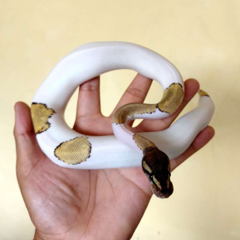 Black pastel Mojave Pied Ballpython