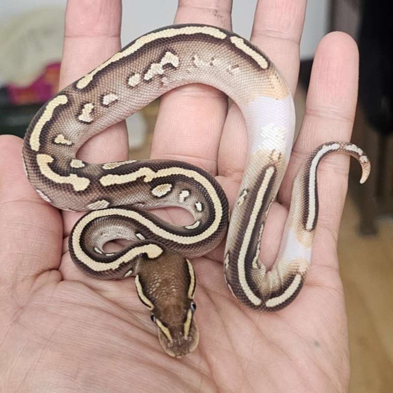 RINGER LESSER CINNAMON ENCHI POSS YB HET PIED POSS HET LAVENDER