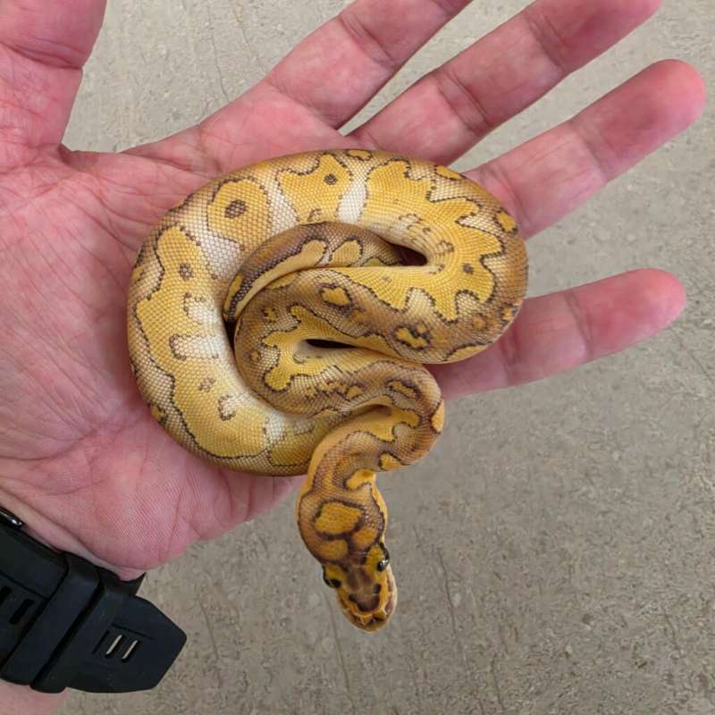 Lesser clown