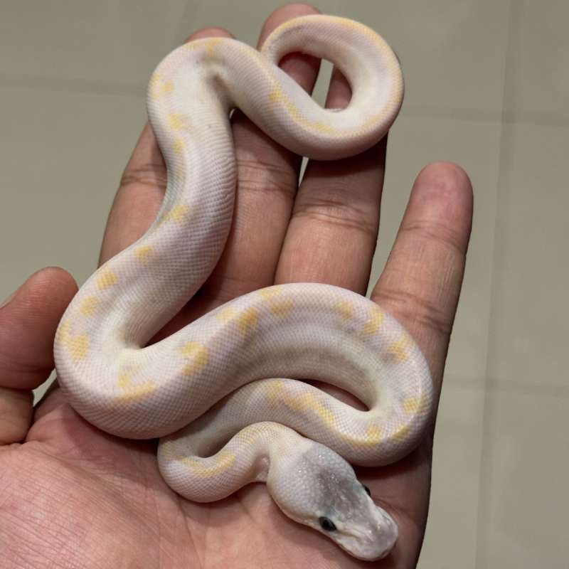 Pastel Enchi Champagne 100% Het Hypo
