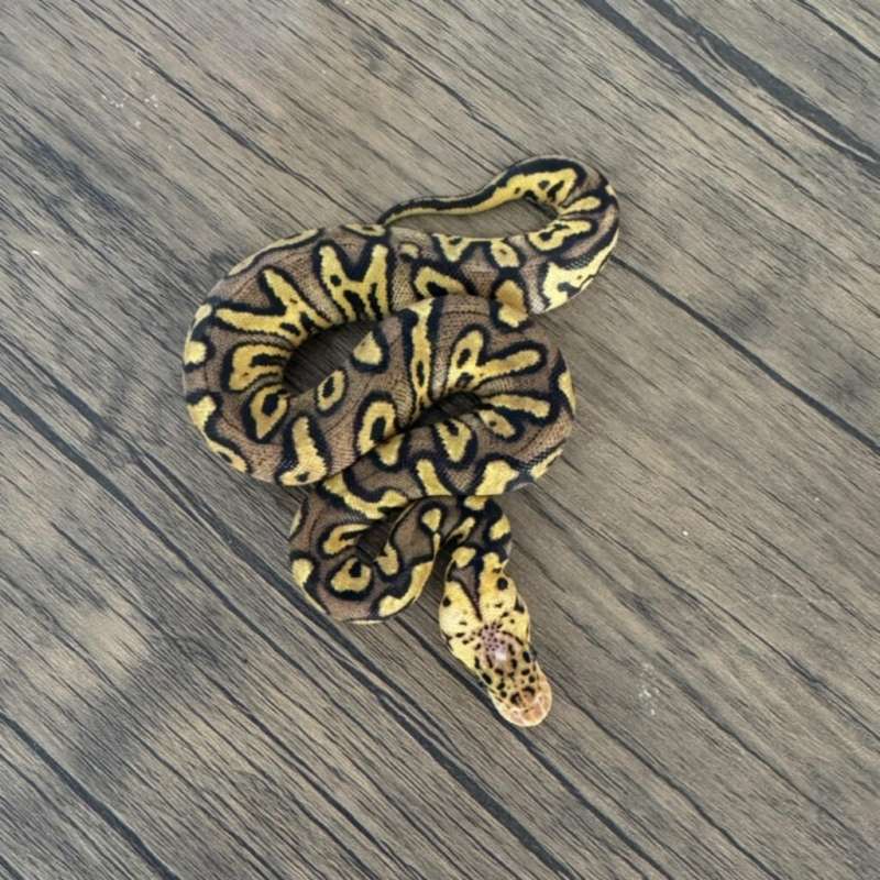F - Stranger Pastel Clown