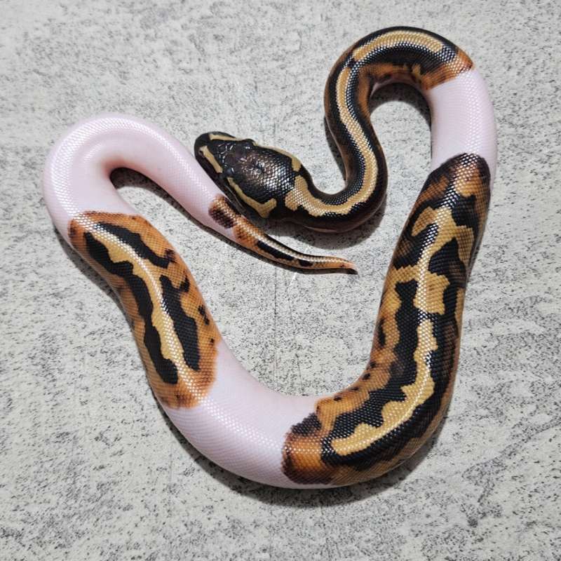 Pied het Lavender